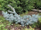 Picea pungens 'Prostrata' 